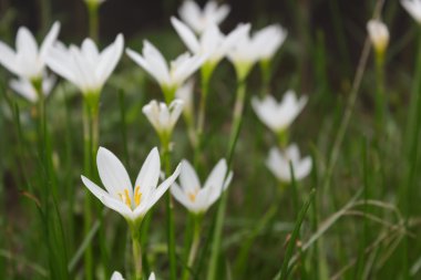 Zephyranthes