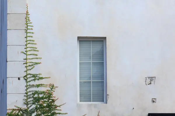 Creeper on the building walls — Stock Photo, Image
