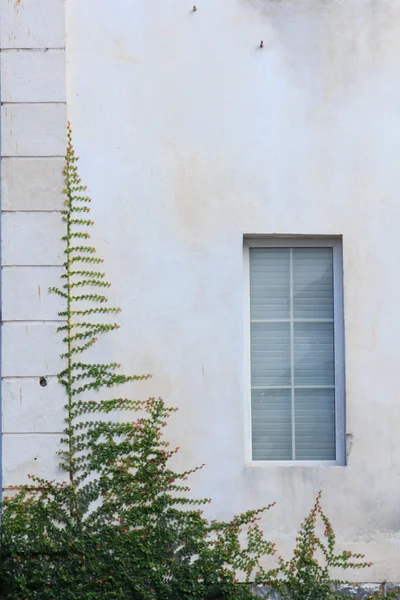 Creeper on the building walls — Stock Photo, Image