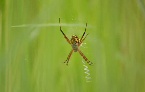 Araignée sur les nids — Photo