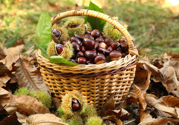 Castanhas em cesto — Fotografia de Stock