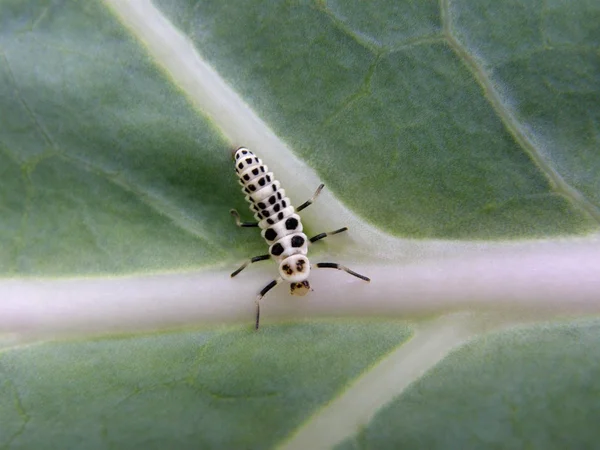 Ladybug larva macro