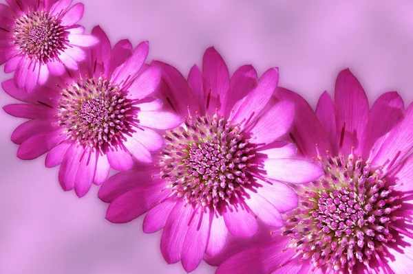 粉红色 strawflowers 设计 — 图库照片