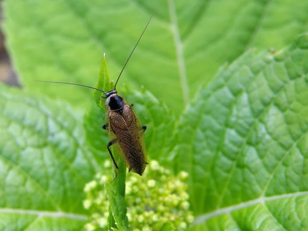 Dusky cockroach sitting on a hortensia — Stock Photo, Image