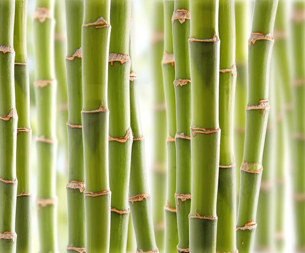 Bambu djungel — Stockfoto