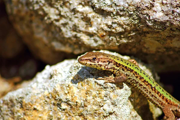 Lucertola verde — Foto Stock