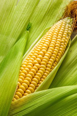 Mısır ve cob