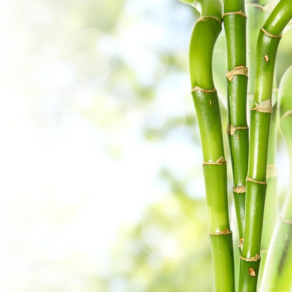 Bambú — Foto de Stock