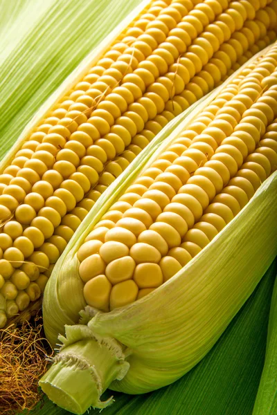 Kukorica a cob — Stock Fotó
