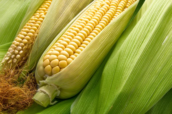 Kukorica és csutka — Stock Fotó