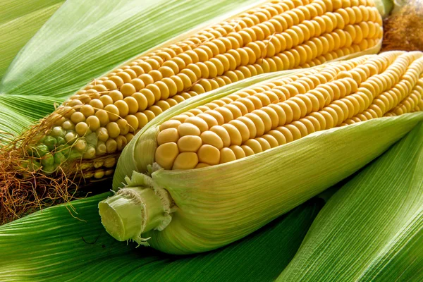 Kukorica és csutka — Stock Fotó