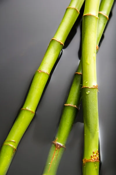 Bambú con agua — Foto de Stock