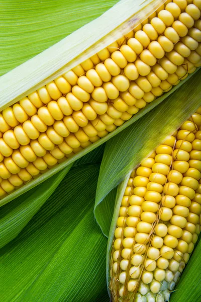 Corn and cob — Stock Photo, Image