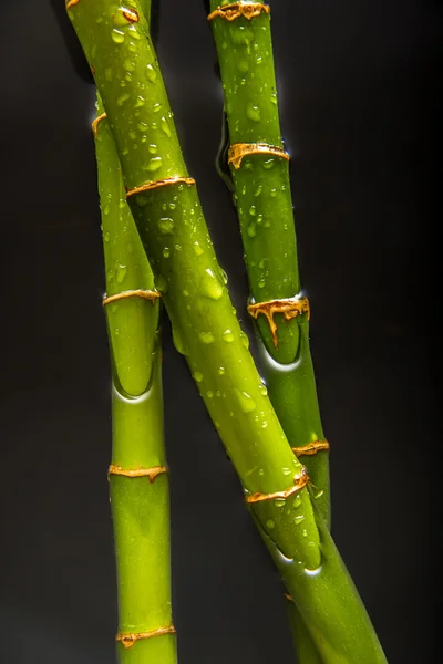 Bambu üzerinde damla — Stok fotoğraf