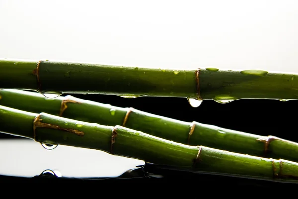 Grüne Bambustropfen — Stockfoto