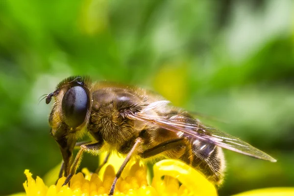 Eristalis Pertinax — Foto de Stock