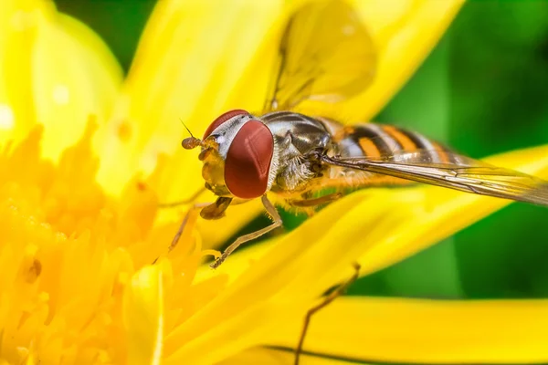 Eristalis Pertinax — Stock fotografie