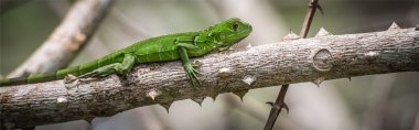 Iguana
