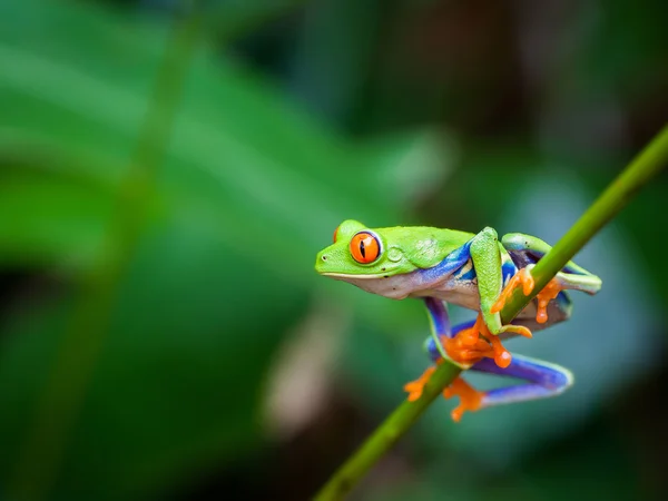 Ефект червоних очей жаба — стокове фото