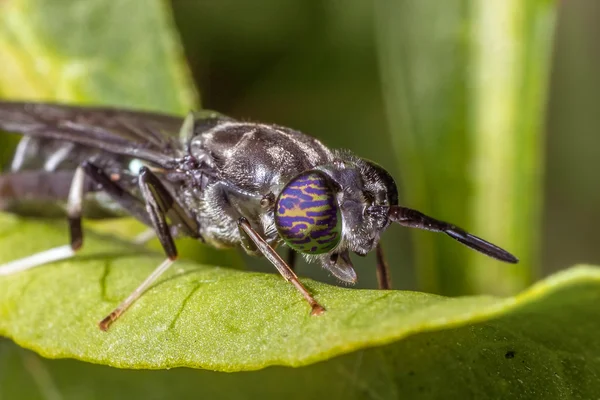 Insecto en la hoja — Foto de Stock