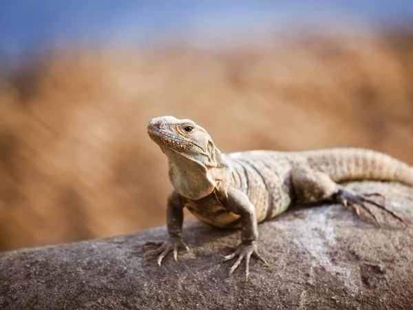 Eidechse auf dem Felsen — Stockfoto