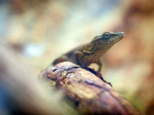 Lizard on tree trunk — Stock Photo, Image