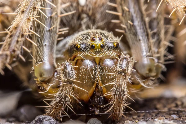 Макро паука — стоковое фото