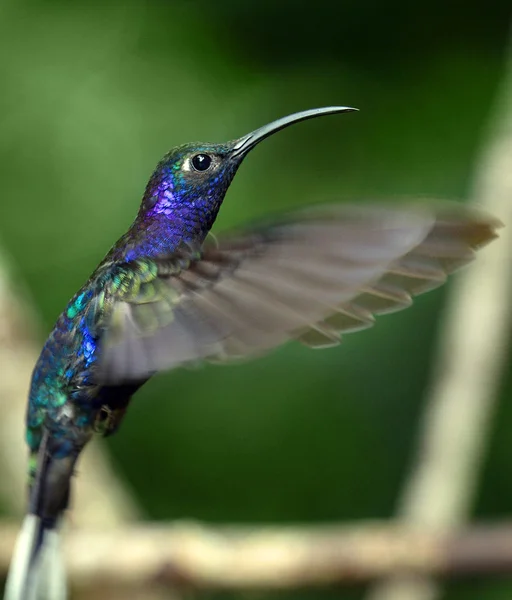 Beija-flor — Fotografia de Stock