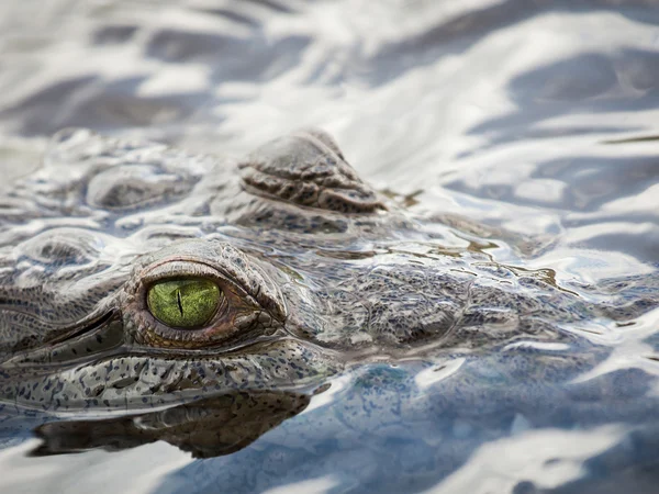 Krokodil oog — Stok fotoğraf