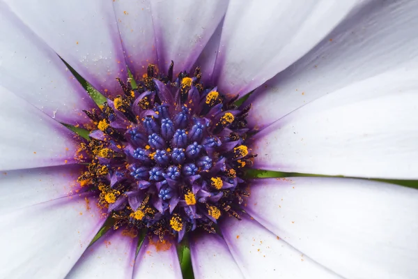 Purple flower — Stock Photo, Image