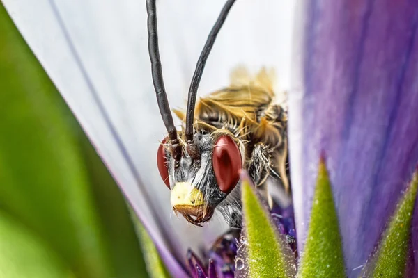 Insect op paarse bloem — Stockfoto