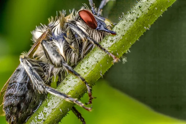 Insectos en rama — Foto de Stock