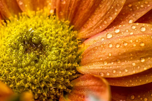 Drops on orange flower — Stock Photo, Image