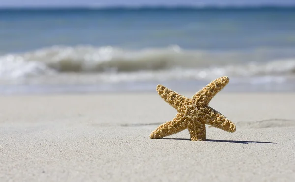 Hermosa estrella de mar — Foto de Stock