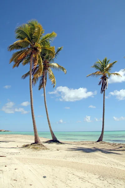 Playa del Caribe —  Fotos de Stock