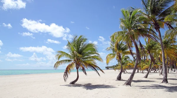 Spiaggia dei Caraibi — Foto Stock
