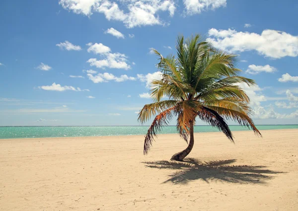Caribbean beach — Stock Photo, Image