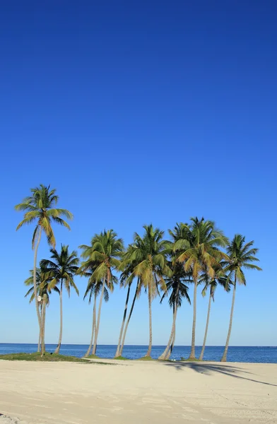 Karibiska stranden — Stockfoto