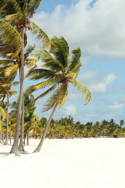 Spiaggia di cocco — Foto Stock