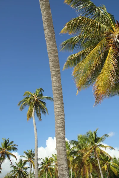 Playa de coco — Foto de Stock