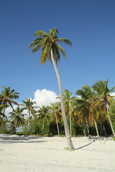 Coconut beach — Stockfoto