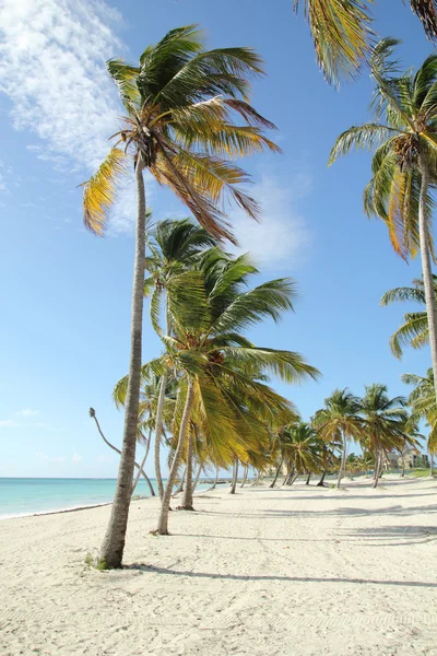 Praia tropical — Fotografia de Stock