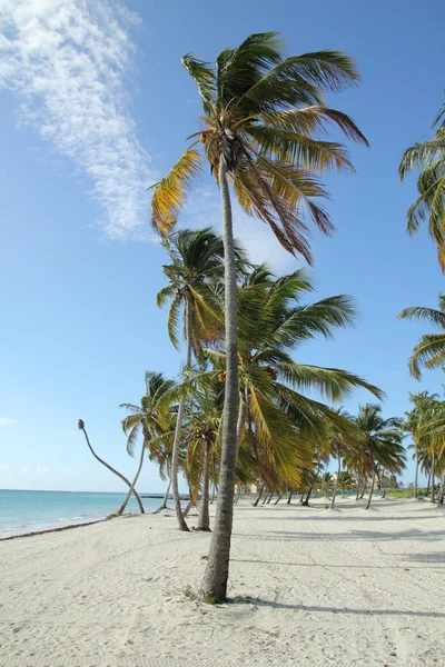 Spiaggia tropicale — Foto Stock