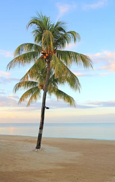 Samotny palmy — Zdjęcie stockowe