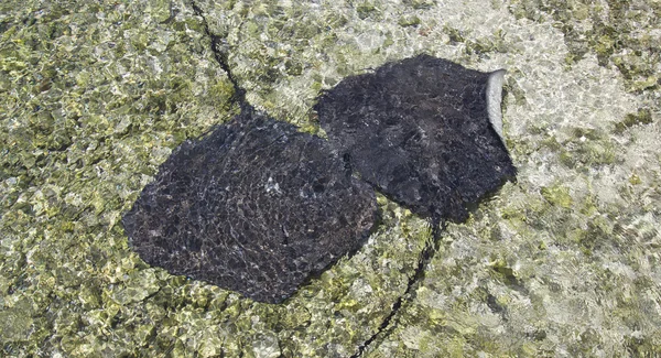 Stingrays — Stock Photo, Image