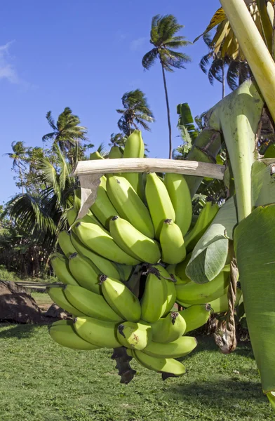 Bananenboom — Stockfoto