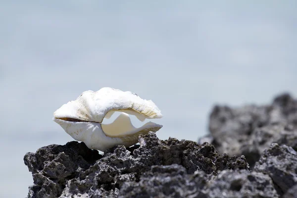 Seashell bakgrund — Stockfoto