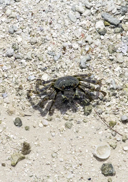 Krab na pláži — Stock fotografie