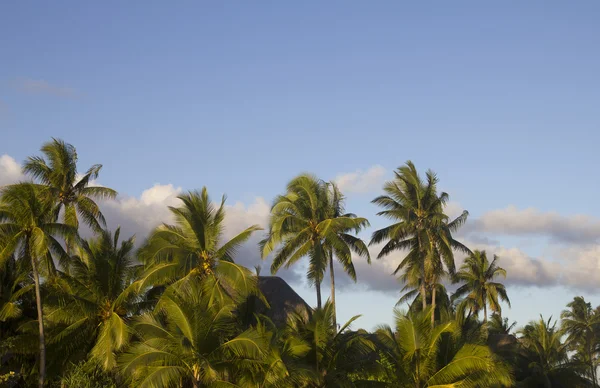 Atardecer tropical — Foto de Stock