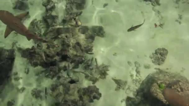 Vídeo de tiburón punta negra — Vídeos de Stock